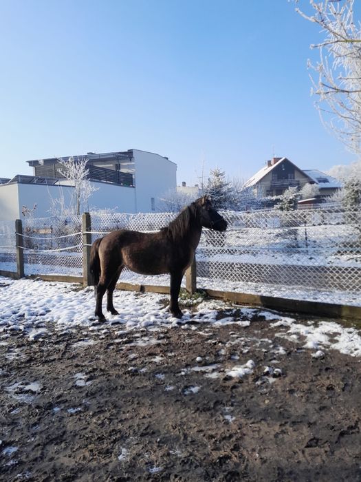 Sprzedam Ogiera Konika Polskiego