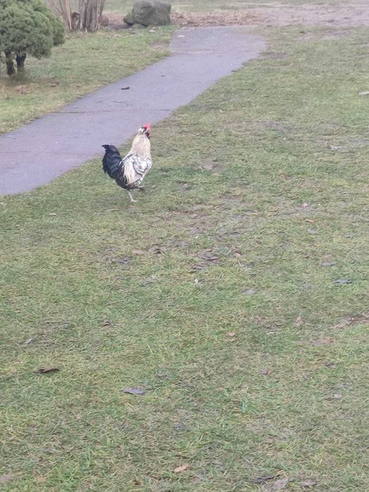 Sprzedam koguty różne