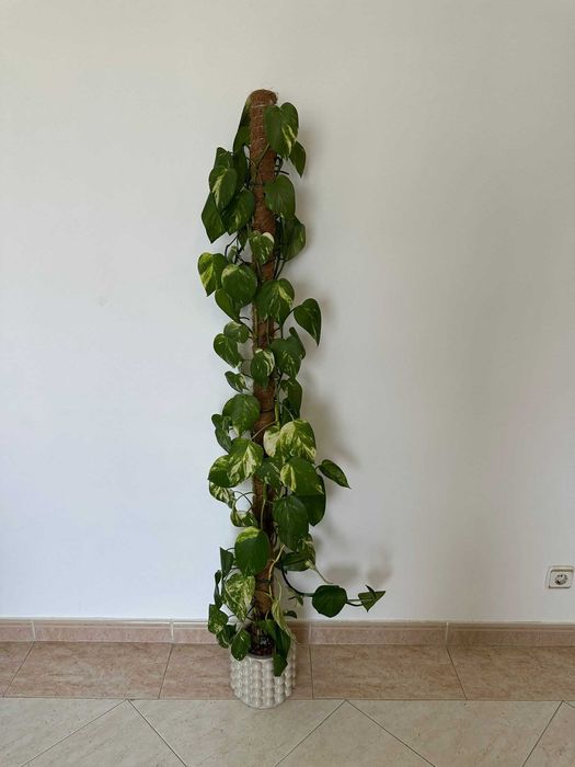 Jiboia gigante (Epipremnum aureum) com tutor