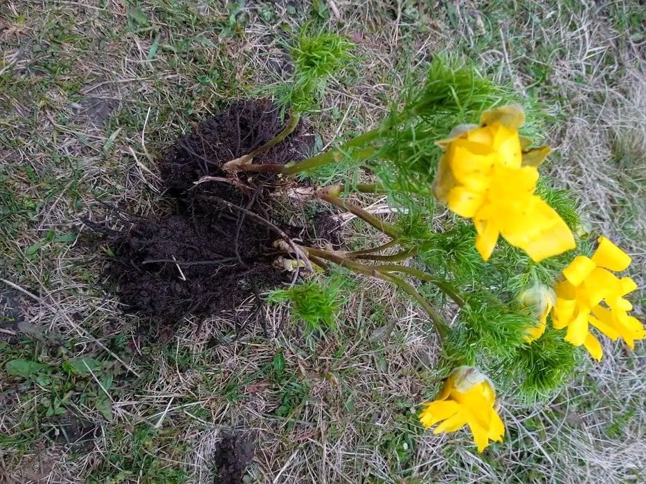 Продам Адоніс та Сапи