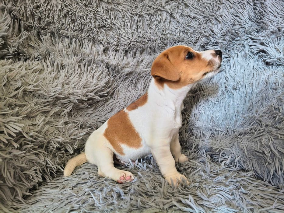 Jack Russell Terrier Piesek