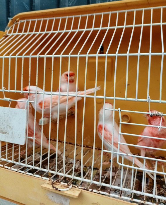 Canários (Yorkshire, Ágata, Mosaicos e outros)