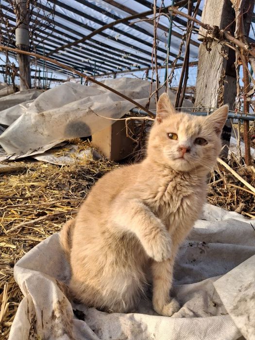 Отдам котяток, брат и сестра