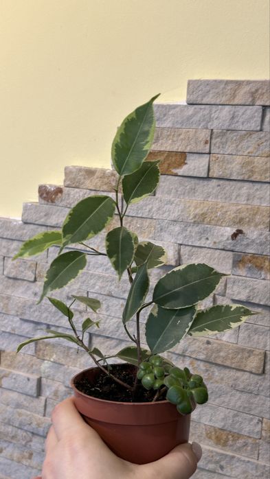 Фікус та аіхрізон в одному горщику