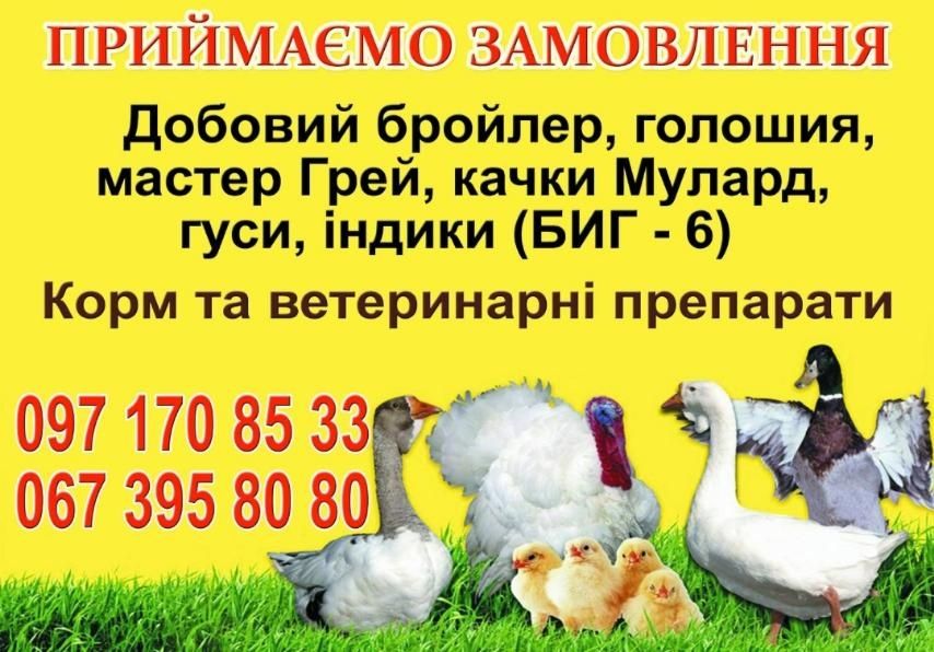 Бройлер На постійній основі