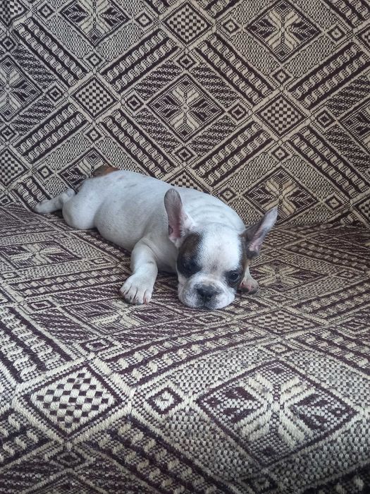 Buldog francuski piesek