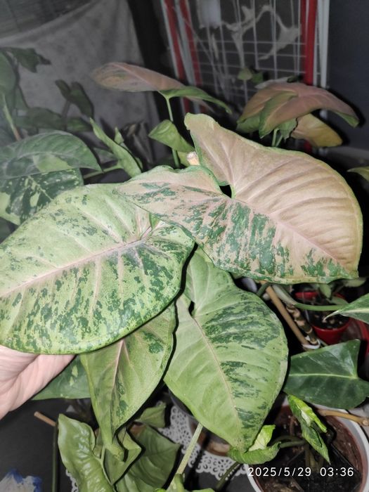 Cutting de Syngonium Pink Flecked