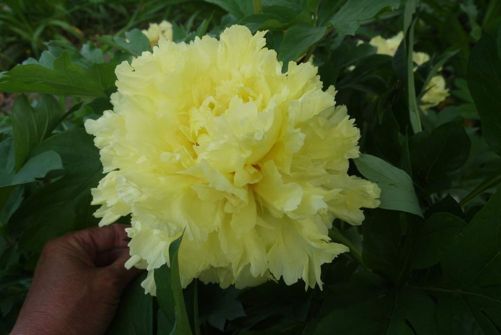 Пион Sonoma Halo