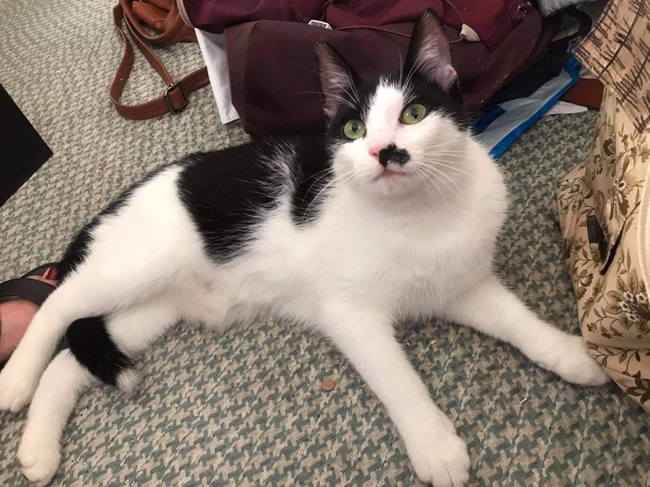 PILNE! Szukamy DOMU dla Conchity!