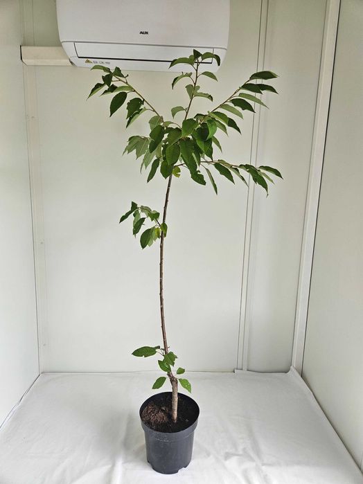 Czereśnia Repina 110cm drzewko owocowe C4 + nawóz gratis