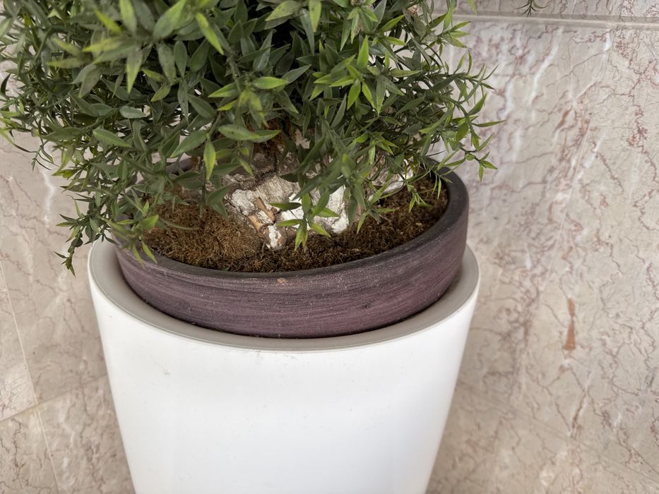 Bonsai com vaso