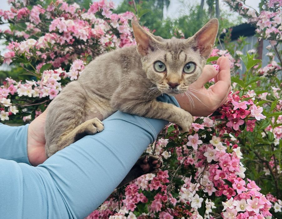 Słodki kocurek Devon Rex, kawa z mlekiem