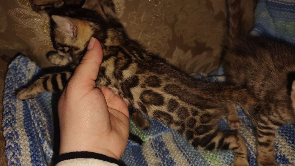 Бенгалята хлопчики та дівчатка