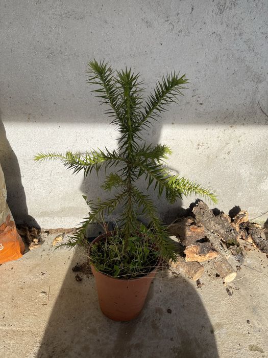 Árvores de jardim abeto, auracaria e Acer