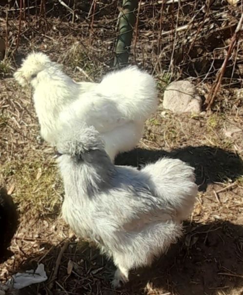 Jaja lęgowe silki jajka silka jedwabista USA lokowana satynowa