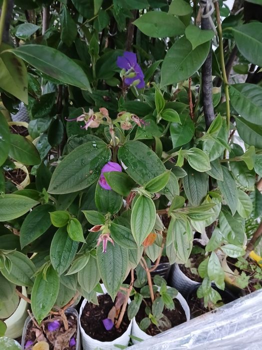 Tibouchina urvilleana