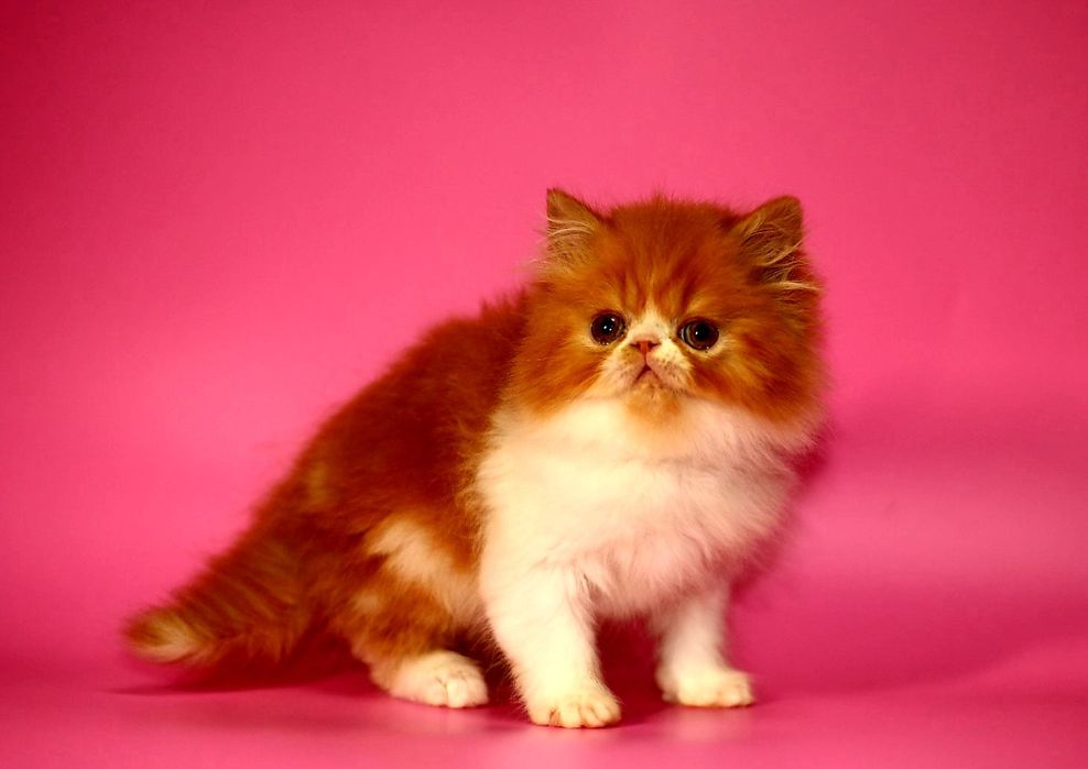 Сладенькая,самая-самая мурчащая персидская девочка!