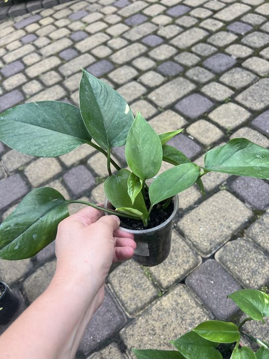 Епіпремнуми недорого