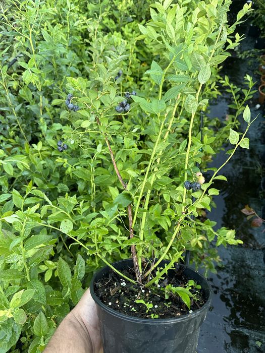 Лохина. 2 річна. Була з плодами