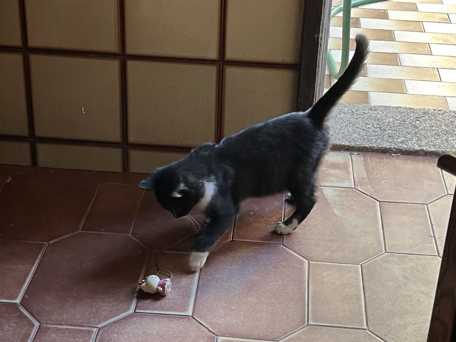 Gatinho para adoção responsável