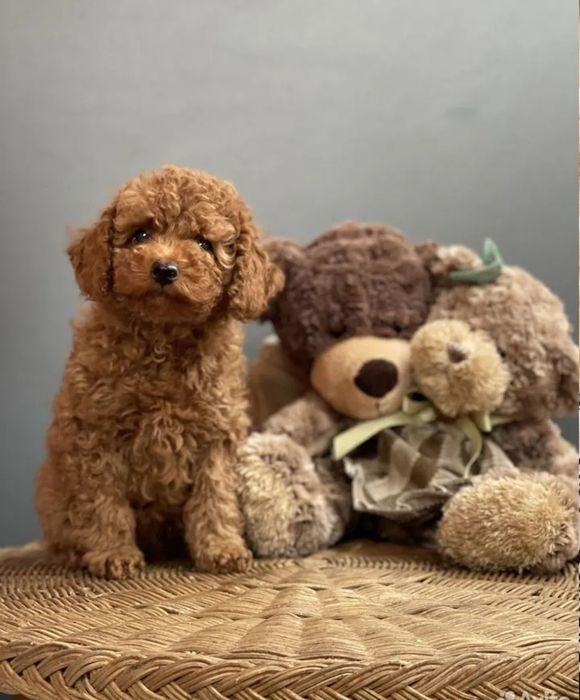 Хлопчик той пудель супер малюк