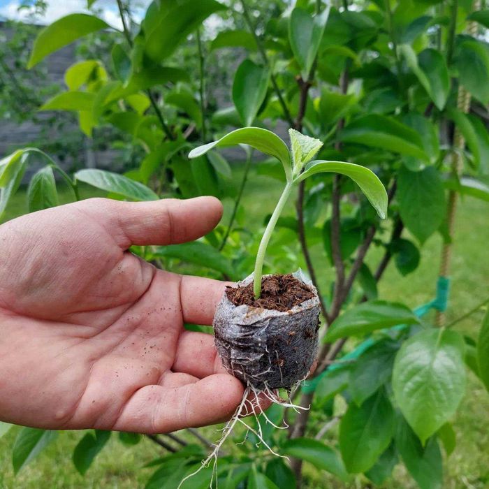 Таблетки для розсади