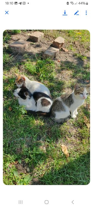 Шукаємо добрі руки для милих та ніжних котиків!!!