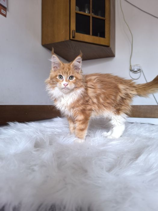 Rudy kocurek szuka domku