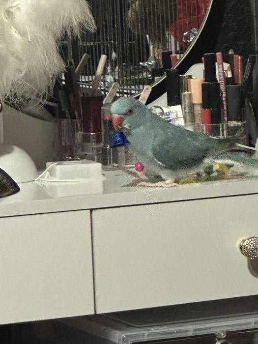 Aleksandretta  zmieni dom