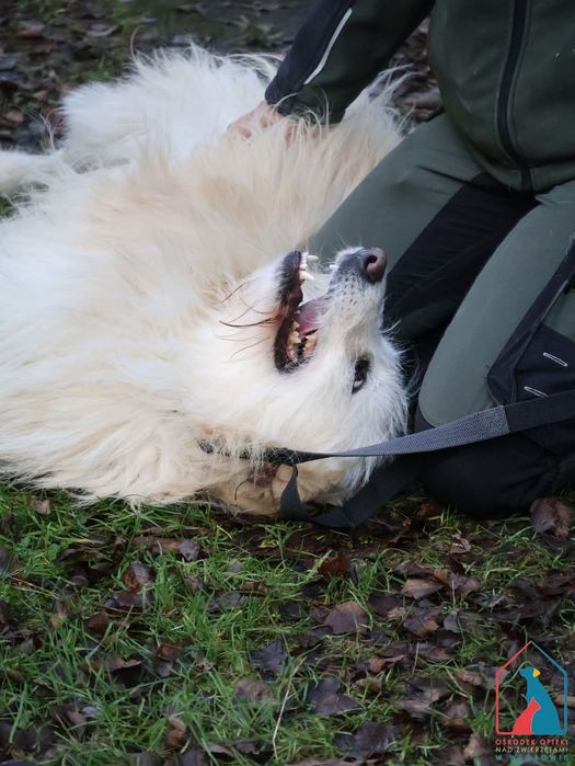 Malvin 257/24 - SZUKA DOMU!