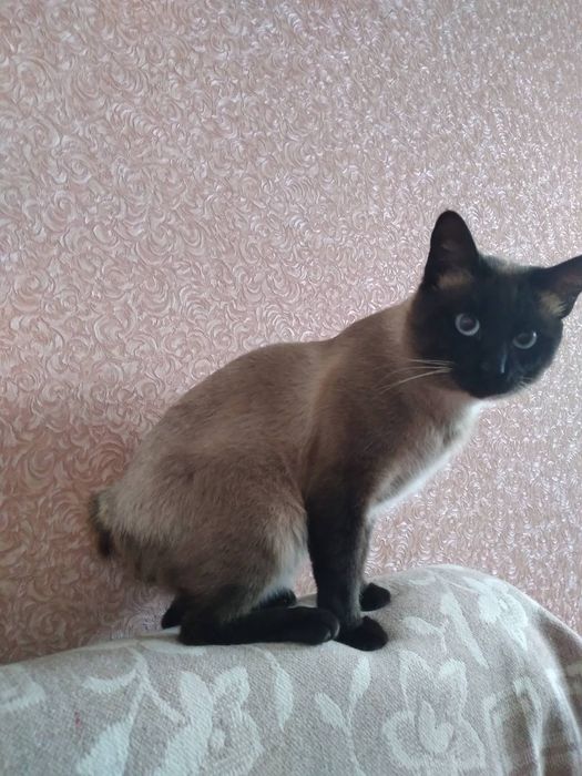 Меконгський бобтейл котик, 1 рік