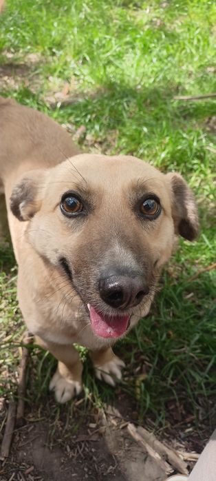 Sid poleca się do adopcji!!!