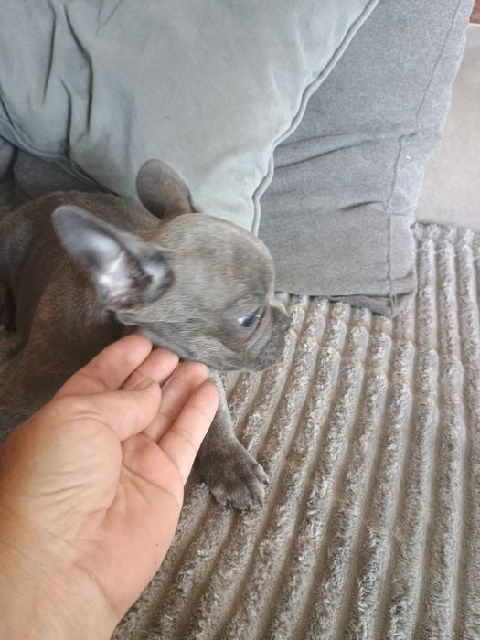 Buldog francuski dziewczynka