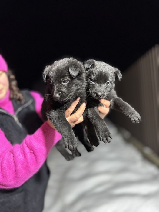 Німецька вівчарка щенята