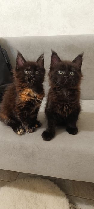 Продаж котенят  Мей кун