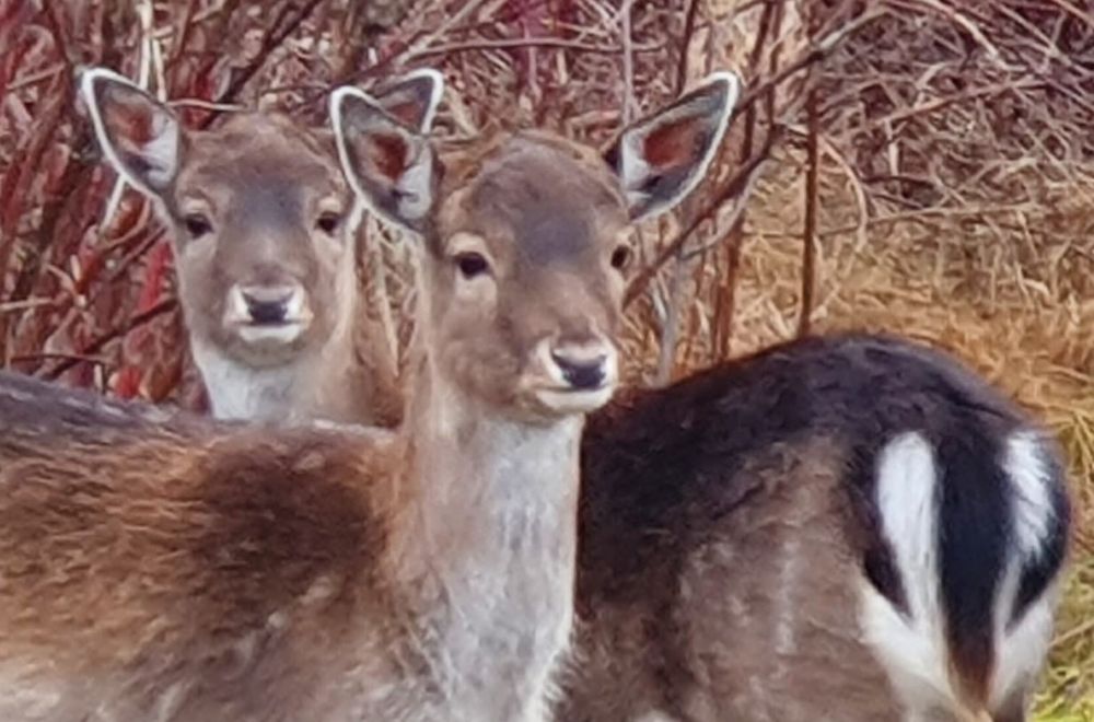 Daniel łanie ubiegłoroczne .