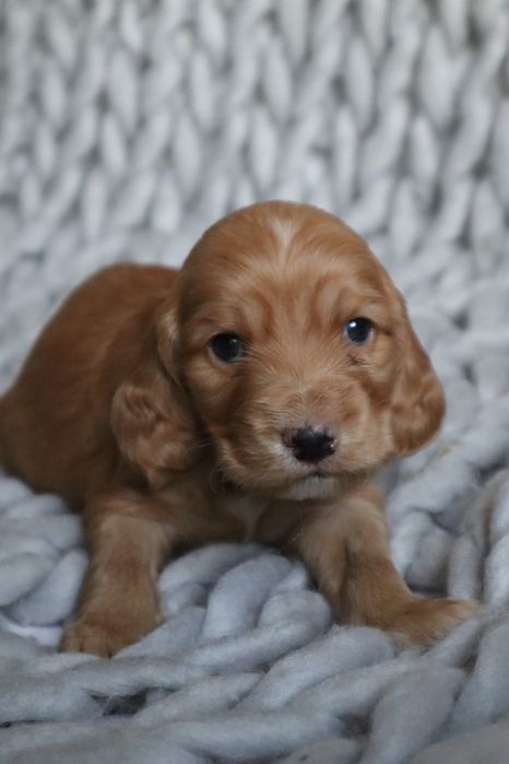 Англійський кокер спаніель