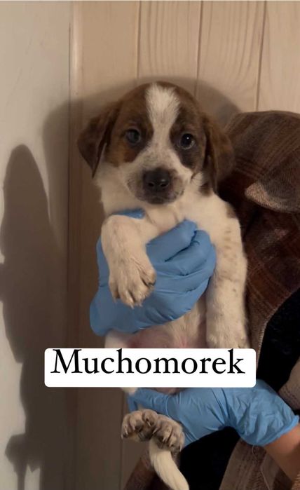 Szczeniaki do adopcji