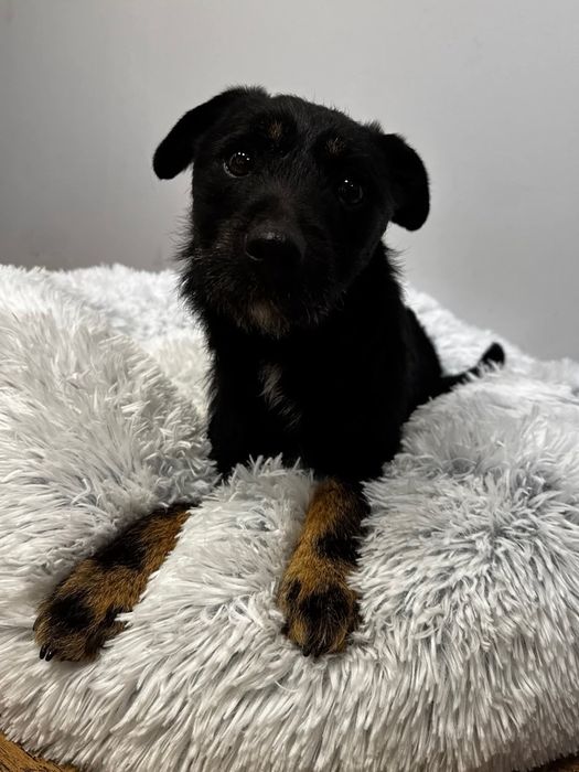 Śliczny grzeczny roczny Frutek do adopcji