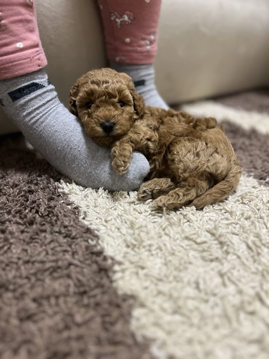 Маленькі цуценята той пудель