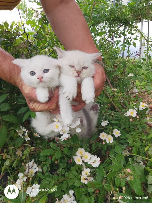 Продам блакитнооких  кошенят британска короткошерстна