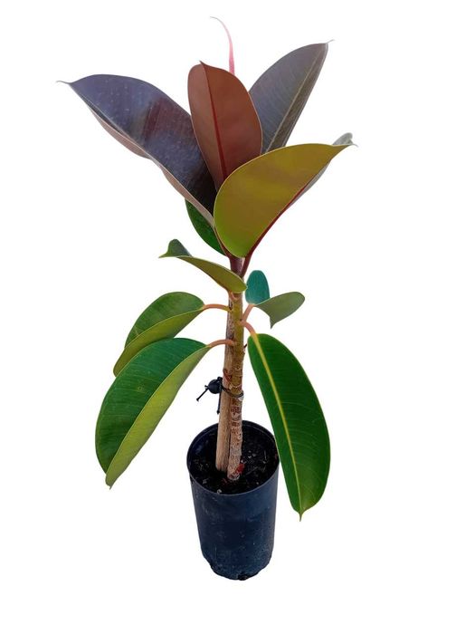 A'rvore borracheira Ficus Ela'stica