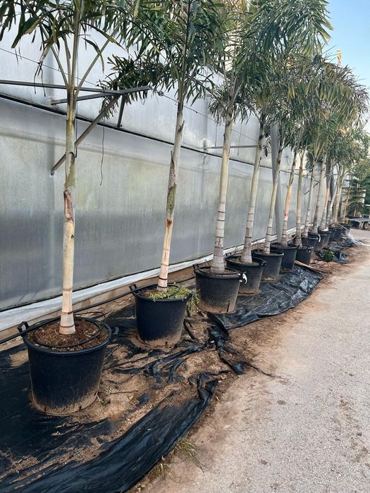 Palmeiras exóticas - Archontophoenix alexandrae,  kentias, dypsis