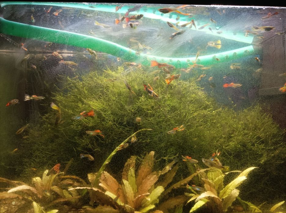 plantas e  musgo de java para aquario