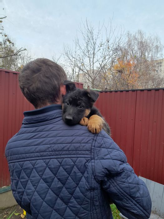 Німецька  вівчарка