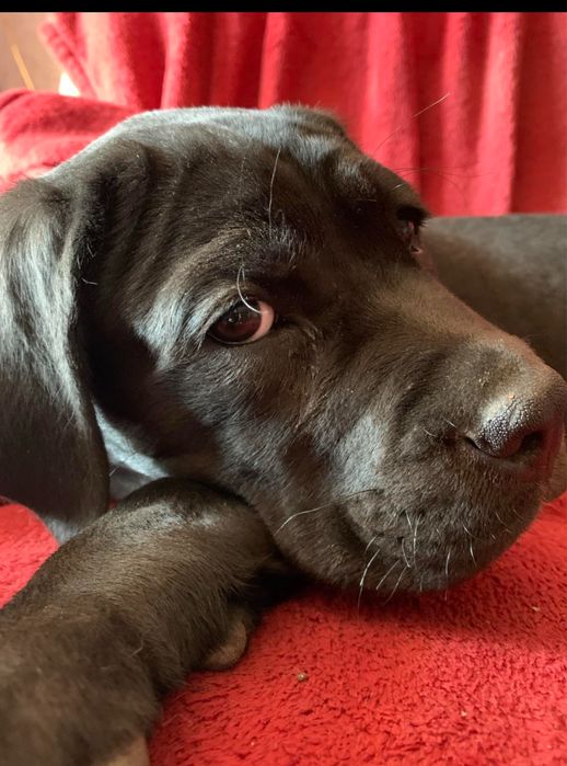 Щенки  кане корсо