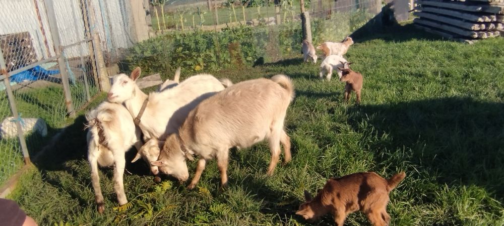 Vendo cabras  sem cornos