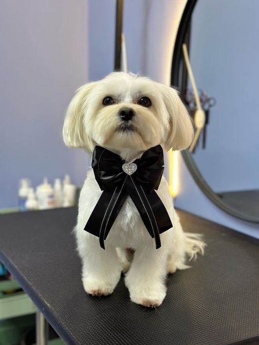 Хлопчик Мальтійська болонка