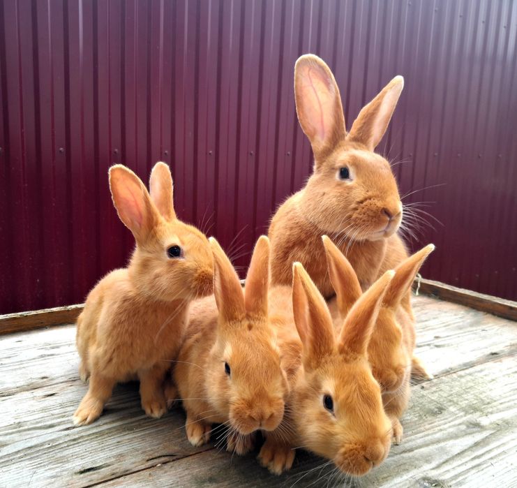 Кролики Бургунці