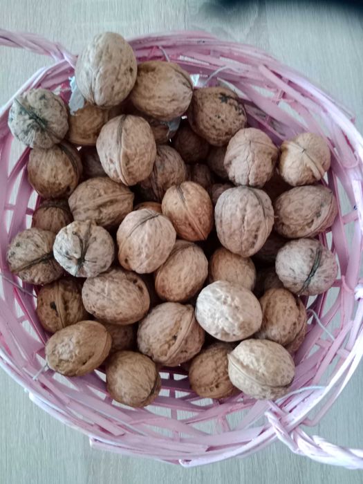Sprzedam orzechy włoskie